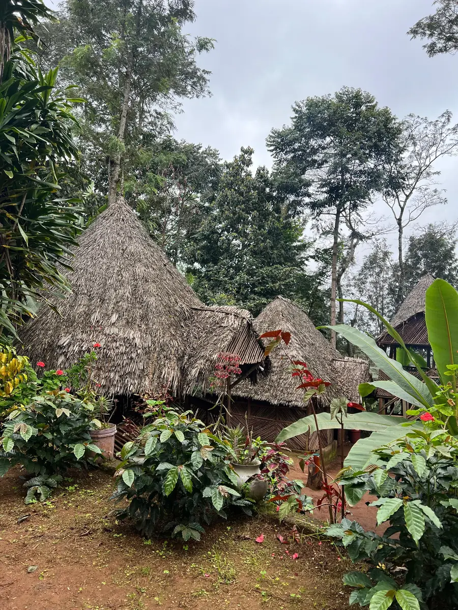 Thatched Chagga huts surrounded by coffee bushes, banana plants and flowering shrubs