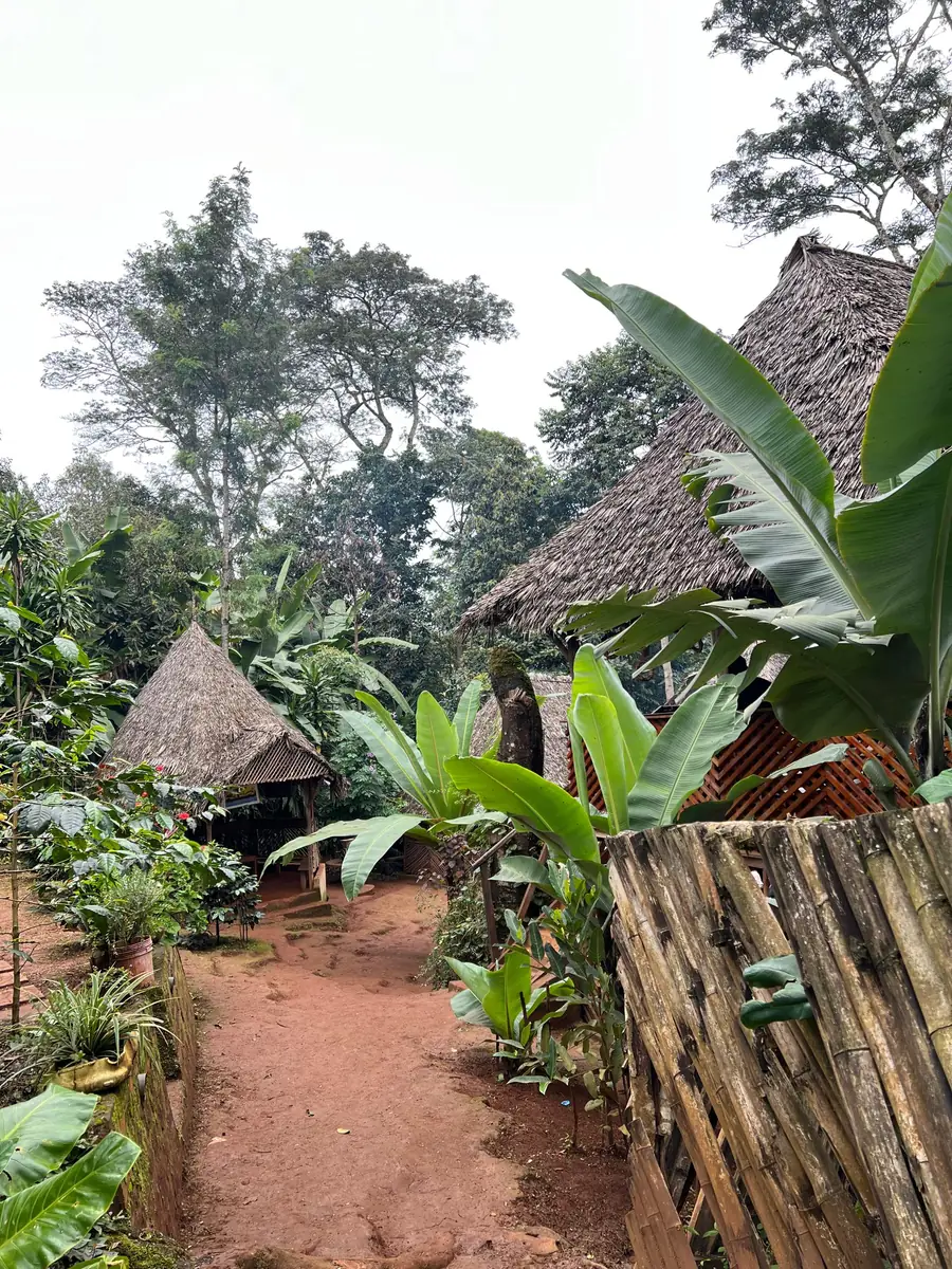 The red earth path running between the thatched huts on Justin's family land