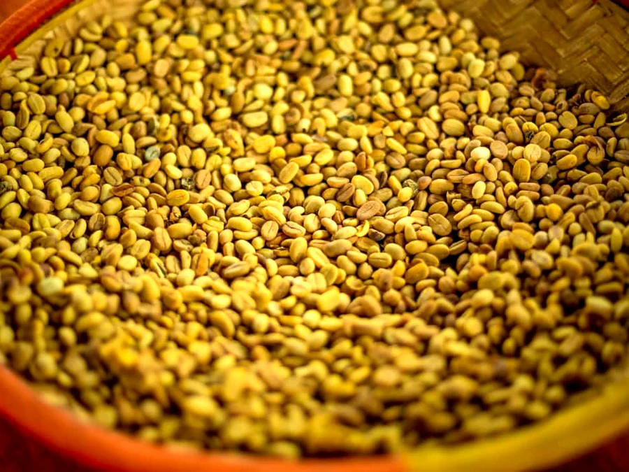 A wide basket of pale parchment coffee drying in the shade