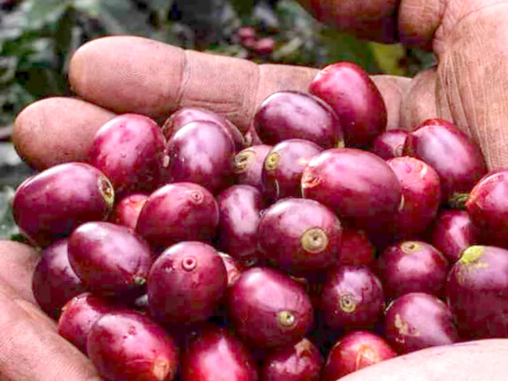 Two cupped hands full of deep red, just picked arabica cherries