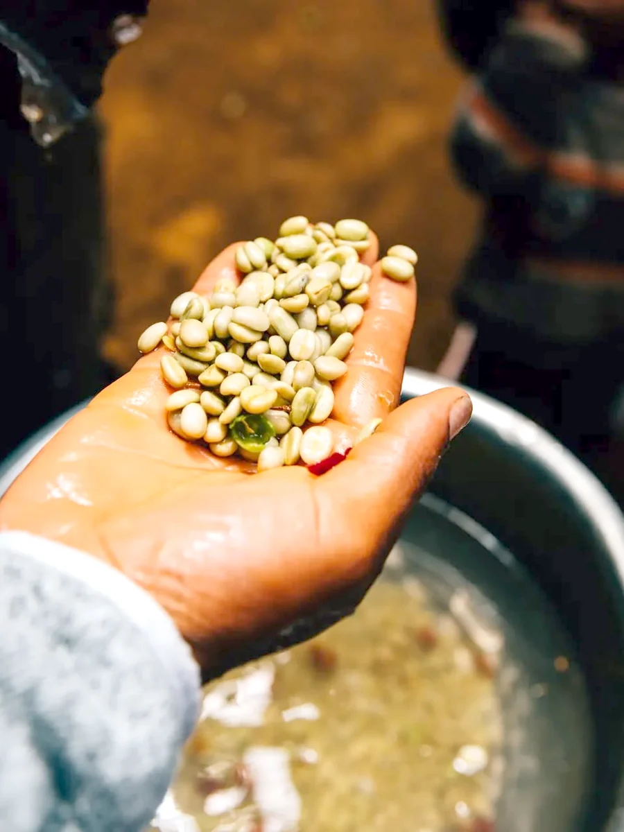 A wet handful of freshly washed green coffee beans held over the tank