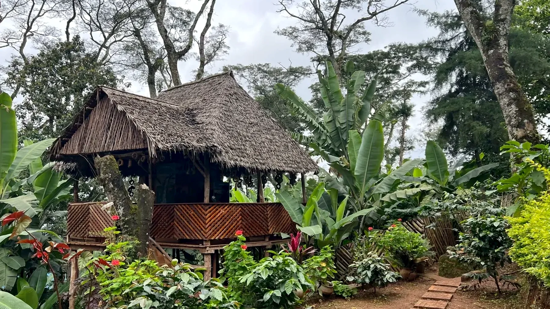 The thatched pavilion and huts of Materuni village standing among banana plants and coffee bushes